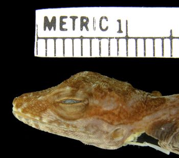 Media type: image; Herpetology R-154310